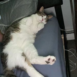 Meet your Posher, Dominick